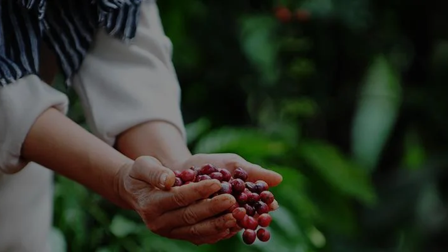 A woman grabbing coffee cherry with both hands.