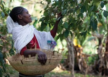 A woman harvesting coffee beans.